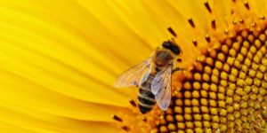 Méhek világnapja